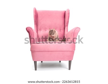 Gray cat on comfortable red armchair on white background