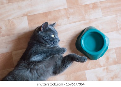 Gray Cat On The Floor Of The Room Near A Bowl Of Water. View From Above