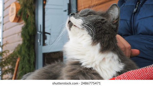 Gray cat on owners lap on porch, wrapped in warm blanket. Winter scene highlights cozy bond between person and pet. Enjoying peaceful winter day, sharing warmth and love with cherished cat. - Powered by Shutterstock