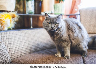 gray cat on a sofa