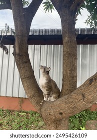 Gray cat on the tree.