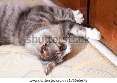 Gray cat opens a closed door close up