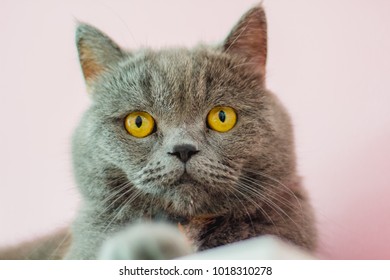Gray cat orange eyes, staring at something. - Shutterstock ID 1018310278