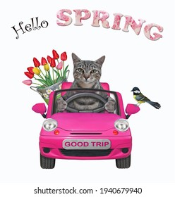 A Gray Cat With A Pail Of Flowers Is Driving A Pink Car. Hello Spring. White Background. Isolated.