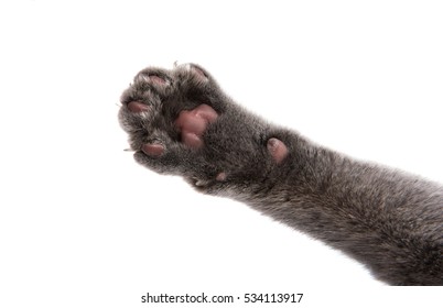 Gray Cat Paw On White Background Stock Photo 534113917 | Shutterstock