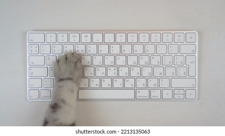 Gray cat paw uses keyboard. The cat is typing on a computer keyboard. Paw closeup top view. - Shutterstock ID 2213135063