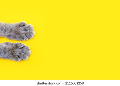 Gray cat paws on a yellow background. Beautiful striped paws of a fluffy cat on a paper background. Cute cat paws with free space for ads or text. Healthy happy cat concept
