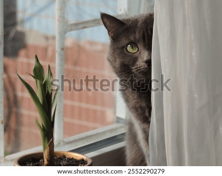 Similar – Image, Stock Photo Houseplants behind the curtain