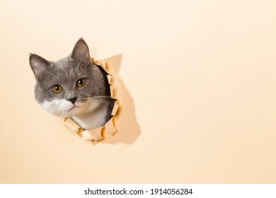 Cat Peeking Out Images Stock Photos Vectors Shutterstock