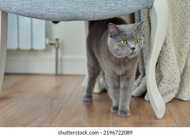 Gray Cat Pet Walking At Home, Standing Looking Away