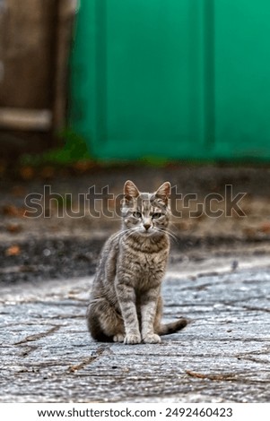 Gray cat in Piemonte during summer vacation. 