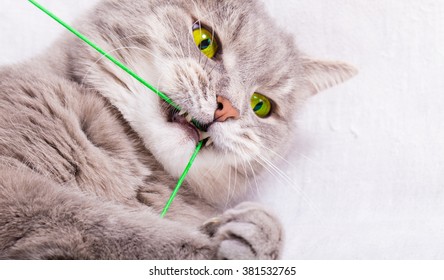 The gray cat plays teeth with a thread. Light background, close up, small depth of sharpness, free space on the right