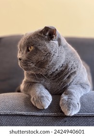 Gray cat posing on a gray sofa