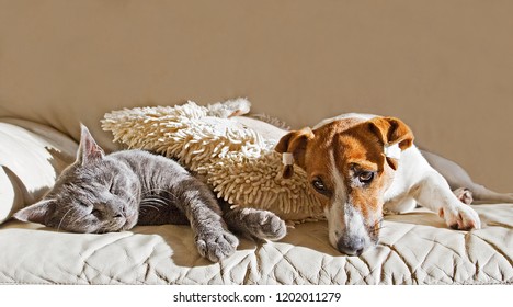 Jack Russell Couch Images Stock Photos Vectors Shutterstock