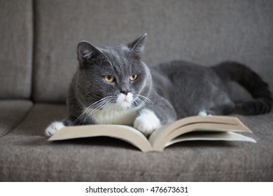 The Gray Cat Is Reading A Book