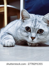 gray cat ready to guess