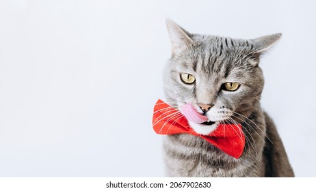 A Gray Cat With A Red Butterfly On Its Neck Is Licking Its Lips On A Light Background. Animal Background.Minimal Concept Of Holidays And Treats For Pets.Pet Store Poster Design.copy Space