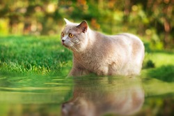 Gray Cat With Red Eyes With A Plush Coat Sneaking Into The Water Out Of The Grass. Lawn With Green Grass On A Background Of Green Foliage  The Cat Does Not Occur Easily Input.
