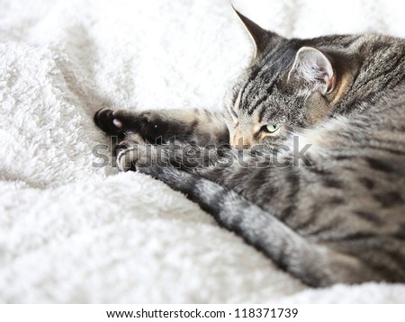 Similar – Image, Stock Photo Tired in bed Animal Pet