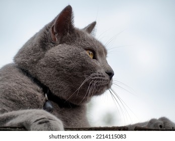 Gray Cat Relaxing Outside.