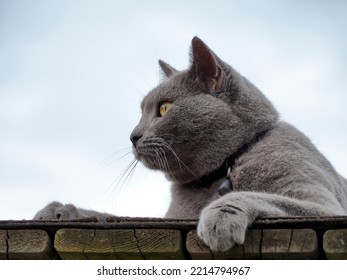 Gray Cat Relaxing Outside.