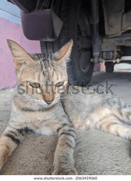 Gray cat relaxing under the\
car