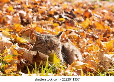 A gray cat rests in the yellow autumn leaves and basks in the sun. Autumn concept - Powered by Shutterstock