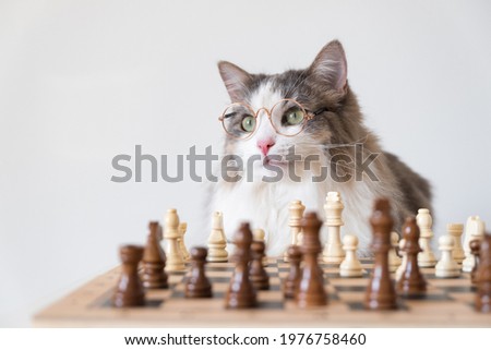 A gray cat with round glasses sits near the chessboard. The animal is playing a smart board game. Pets and the culture of botanists.
