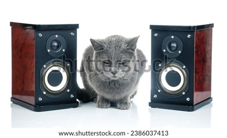 Gray cat sits between two audio stereo speakers on a white background