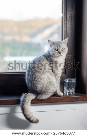 Gray cat sits in front of glass of water on wooden windowsill and looks at the camera, animal behavior concept, how to teach a cat to drink enough water, put a bowl of water near the sleeping place,