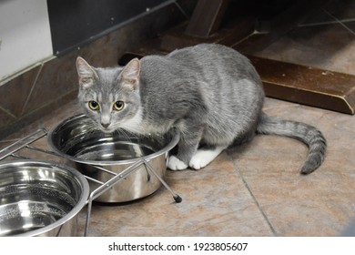 A Gray Cat Sits Near An Iron Bowl Of Water