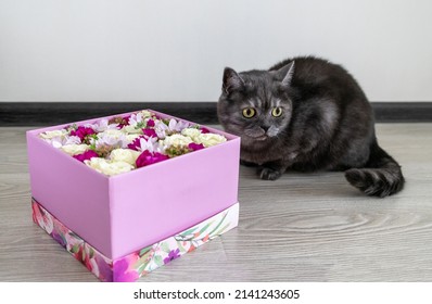 A gray cat sits on the floor next to a box of flowers
