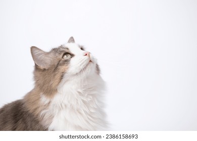 A gray cat sits on an isolated white background and stares into an empty space for text. - Powered by Shutterstock