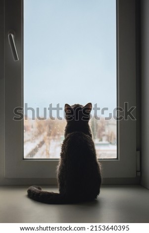 The gray cat sits on the windowsill with his back to the camera and looks out the window