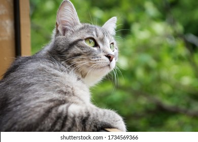 gray cat sits at the open window and looks at the green trees. close up