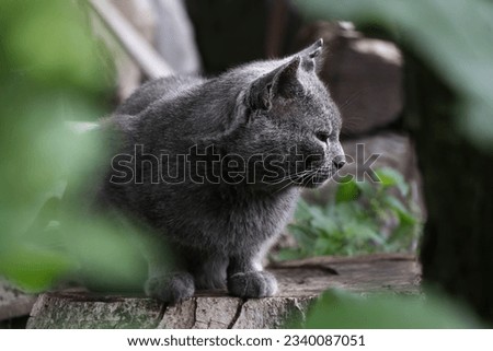 gray cat sits in the pose of a sphinx on a wooden deck