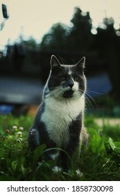Gray cat sitting in the grass
