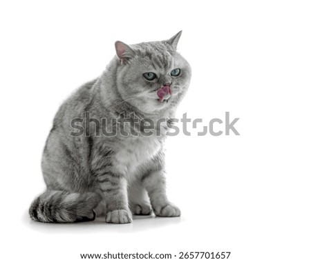 Gray cat sitting and licking its muzzle with its tongue. Close-up portrait isolated on white background with copy space for product, text.