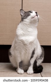 Gray Cat Sitting And Looking in camera