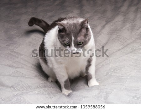 Gray Cat Sitting And Looking in camera