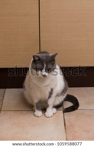 Gray Cat Sitting And Looking in camera