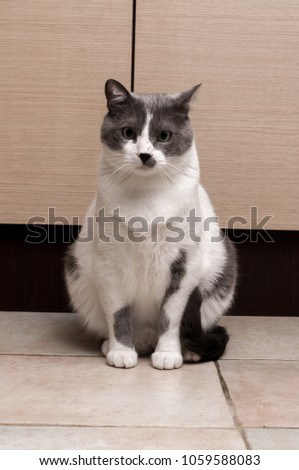Gray Cat Sitting And Looking in camera