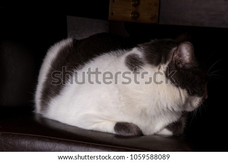 Gray Cat Sitting And Looking in camera