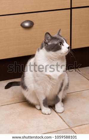 Gray Cat Sitting And Looking in camera
