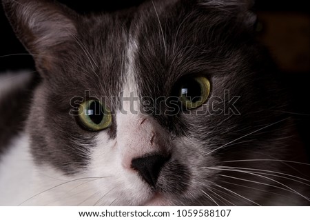 Gray Cat Sitting And Looking in camera