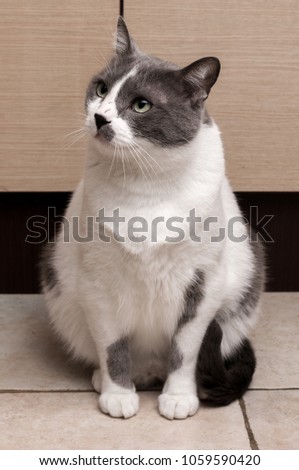 Gray Cat Sitting And Looking in camera