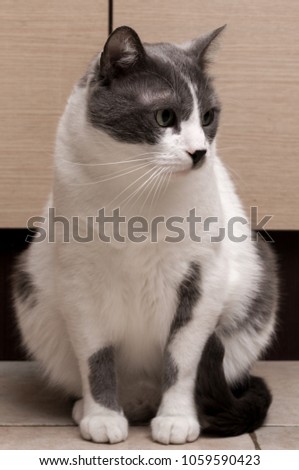 Gray Cat Sitting And Looking in camera