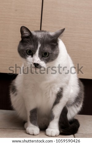 Gray Cat Sitting And Looking in camera