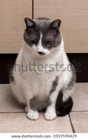 Gray Cat Sitting And Looking in camera
