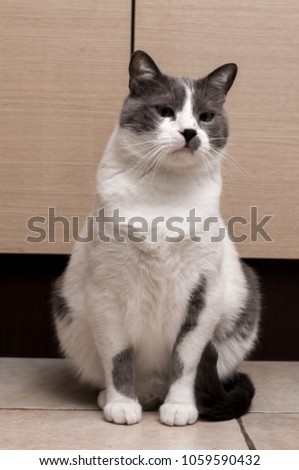 Gray Cat Sitting And Looking in camera